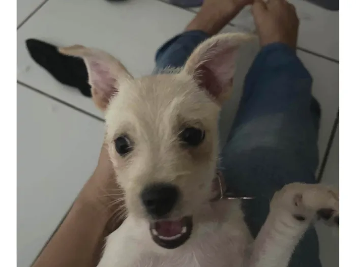 Cachorro ra a SRD-ViraLata idade 2 a 6 meses nome Bete