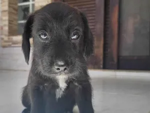 Cachorro raça SRD-ViraLata idade Abaixo de 2 meses nome Sem nome 
