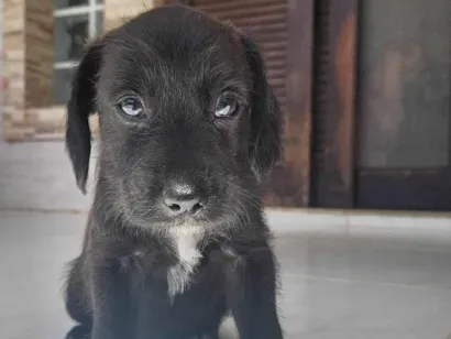 Cachorro raça SRD-ViraLata idade Abaixo de 2 meses nome Sem nome