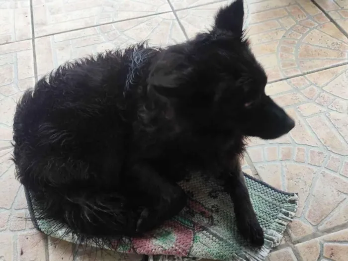 Cachorro ra a SRD-ViraLata idade 7 a 11 meses nome Bilu