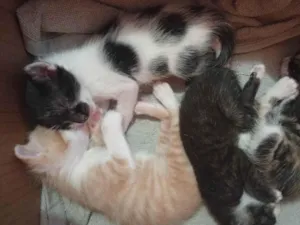 Gato raça SRD-ViraLata idade Abaixo de 2 meses nome Lily