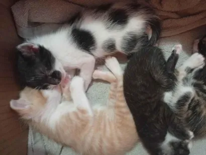 Gato raça SRD-ViraLata idade Abaixo de 2 meses nome Lily