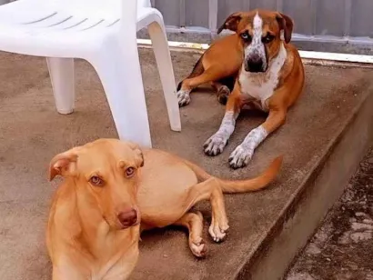 Cachorro raça SRD-ViraLata idade 2 anos nome Lua / Malak