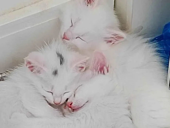 Gato ra a SRD-ViraLata idade 2 a 6 meses nome não tem nome ainda