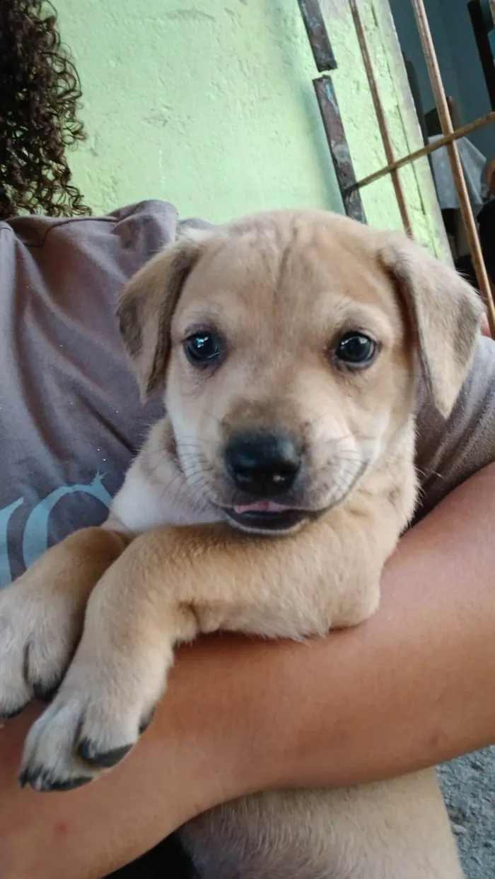 Cachorro ra a SRD-ViraLata idade Abaixo de 2 meses nome Marley