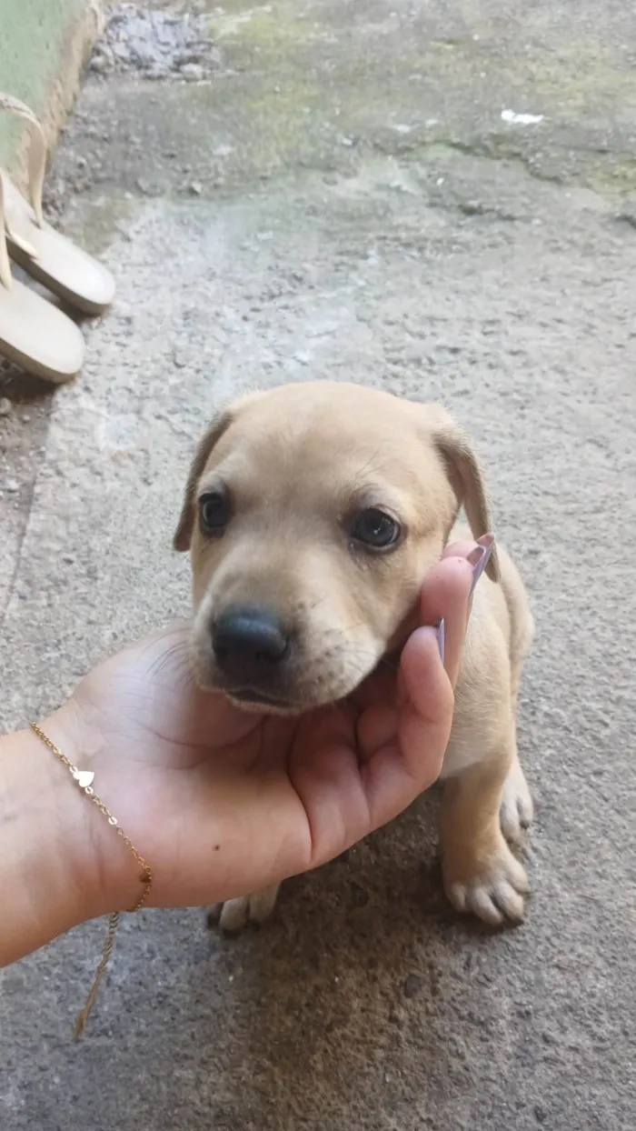 Cachorro ra a SRD-ViraLata idade Abaixo de 2 meses nome Marley