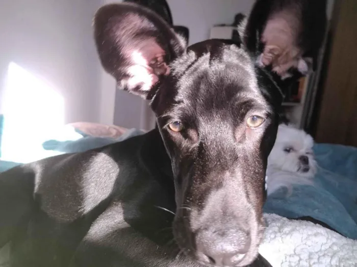 Cachorro ra a SRD-ViraLata idade 7 a 11 meses nome Café 