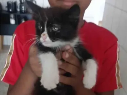 Gato raça SRD-ViraLata idade Abaixo de 2 meses nome Ainda ela não tem nome