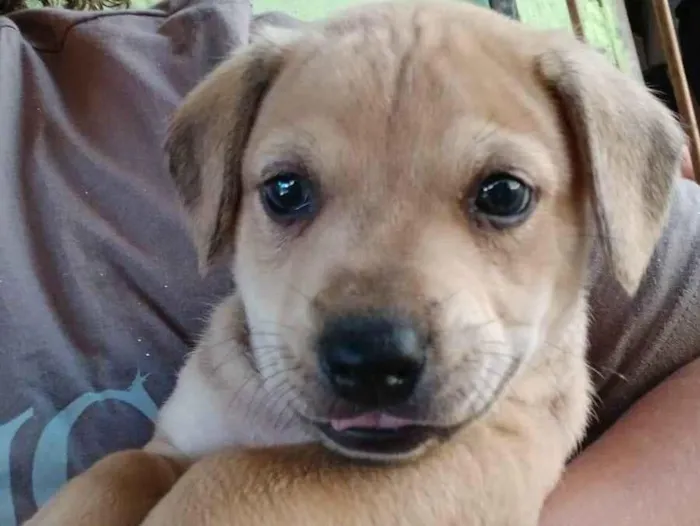 Cachorro ra a SRD-ViraLata idade Abaixo de 2 meses nome Marley
