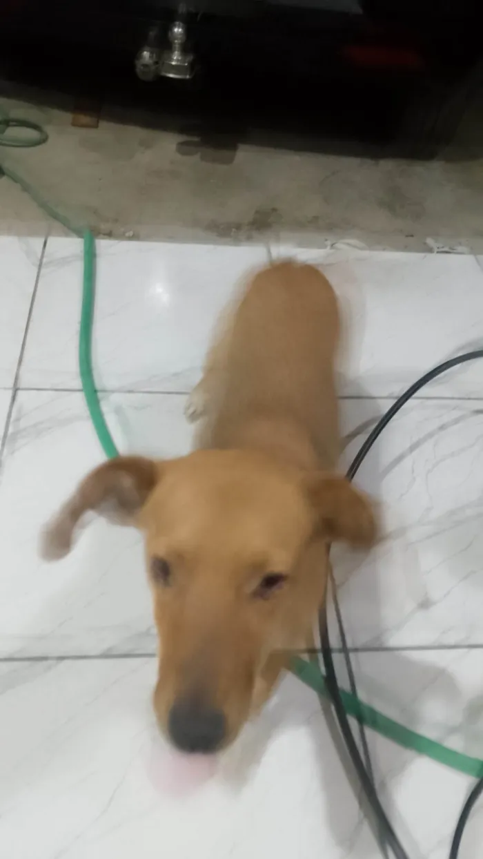 Cachorro ra a SRD-ViraLata idade 2 anos nome Diana 