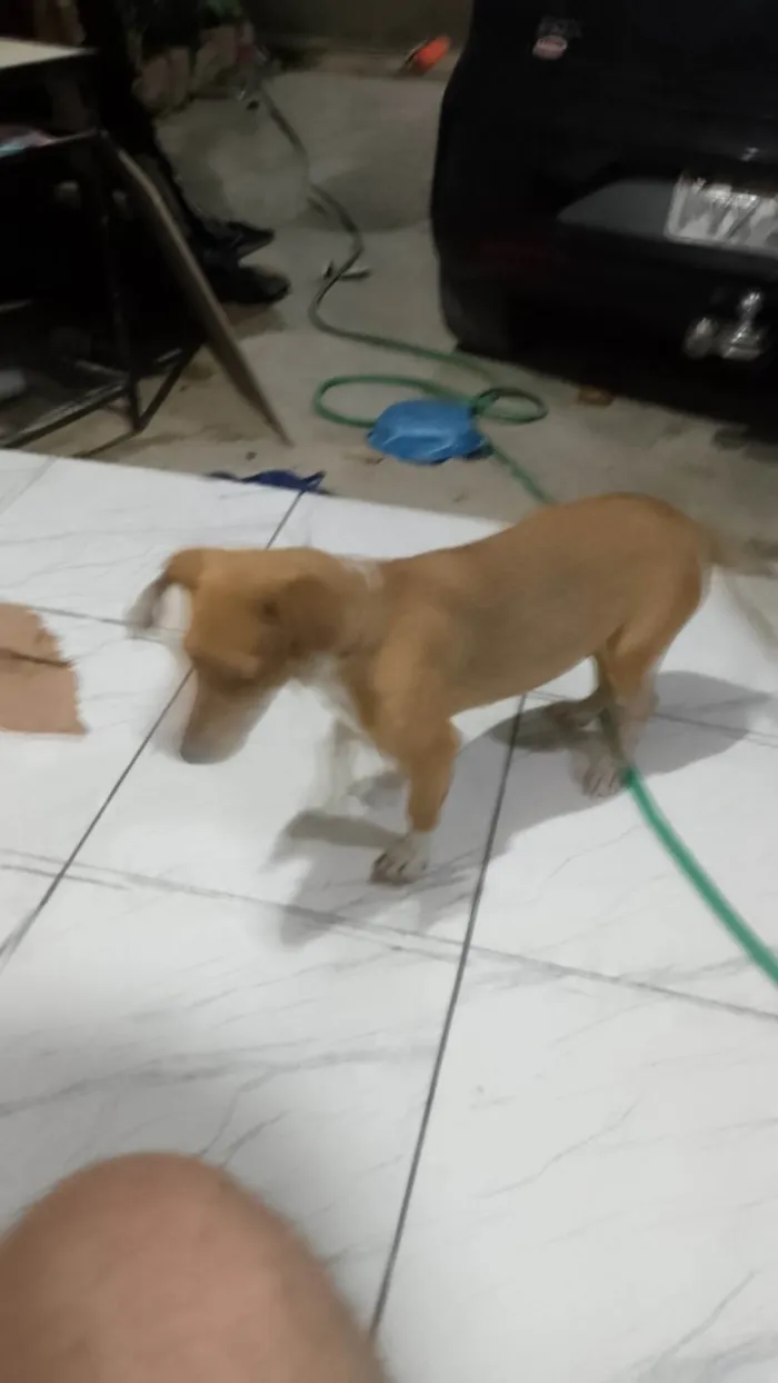 Cachorro ra a SRD-ViraLata idade 2 anos nome Diana 