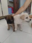 Cachorrinhos fofos