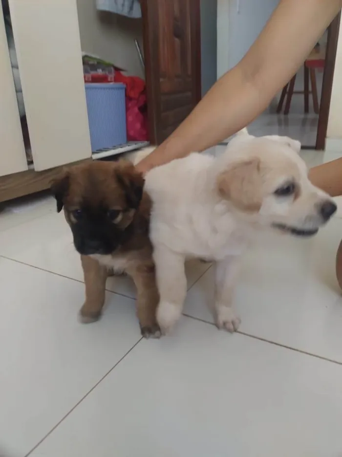 Cachorro ra a SRD-ViraLata idade Abaixo de 2 meses nome Cachorrinhos fofos