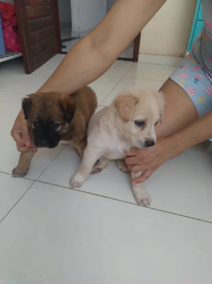 Cachorro ra a SRD-ViraLata idade Abaixo de 2 meses nome Cachorrinhos fofos