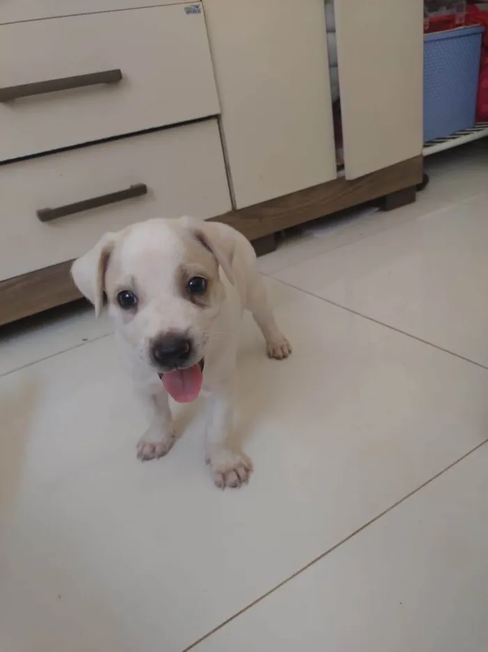 Cachorro ra a SRD-ViraLata idade Abaixo de 2 meses nome Cachorrinhos fofos