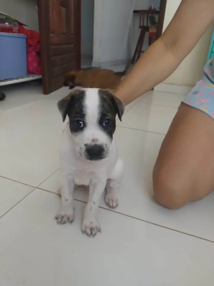 Cachorro ra a SRD-ViraLata idade Abaixo de 2 meses nome Cachorrinhos fofos