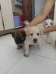 Cachorrinhos fofos
