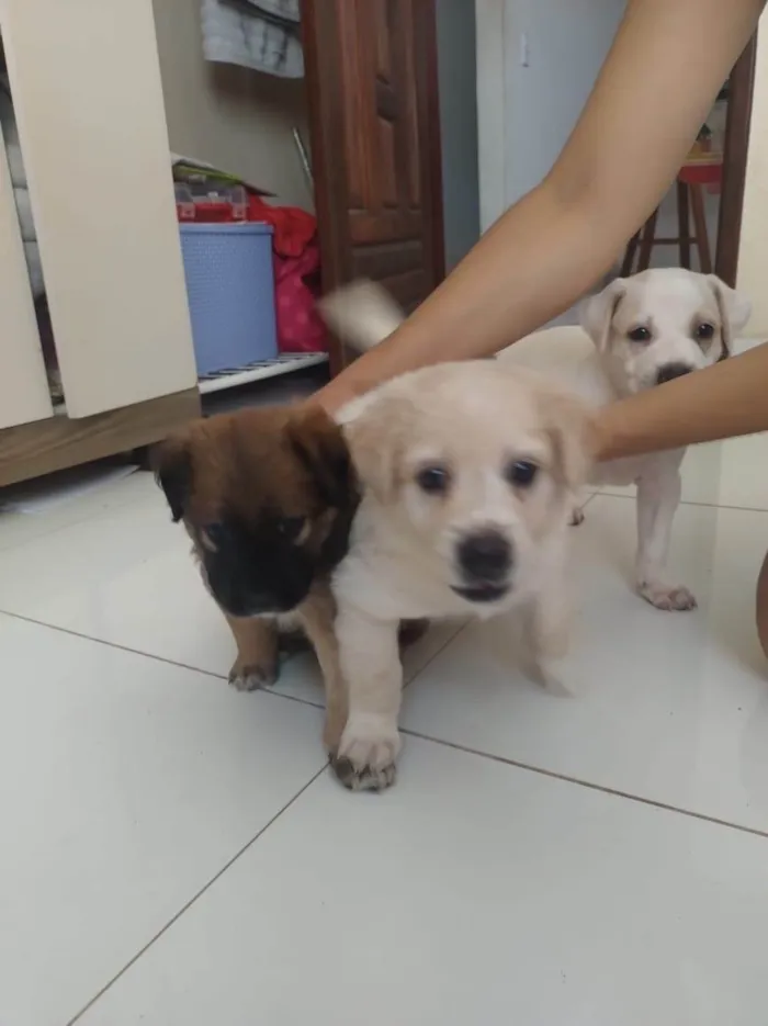 Cachorro ra a SRD-ViraLata idade Abaixo de 2 meses nome Cachorrinhos fofos