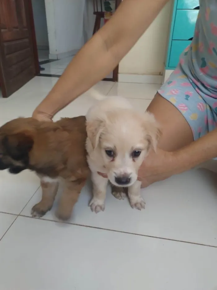 Cachorro ra a SRD-ViraLata idade Abaixo de 2 meses nome Cachorrinhos fofos