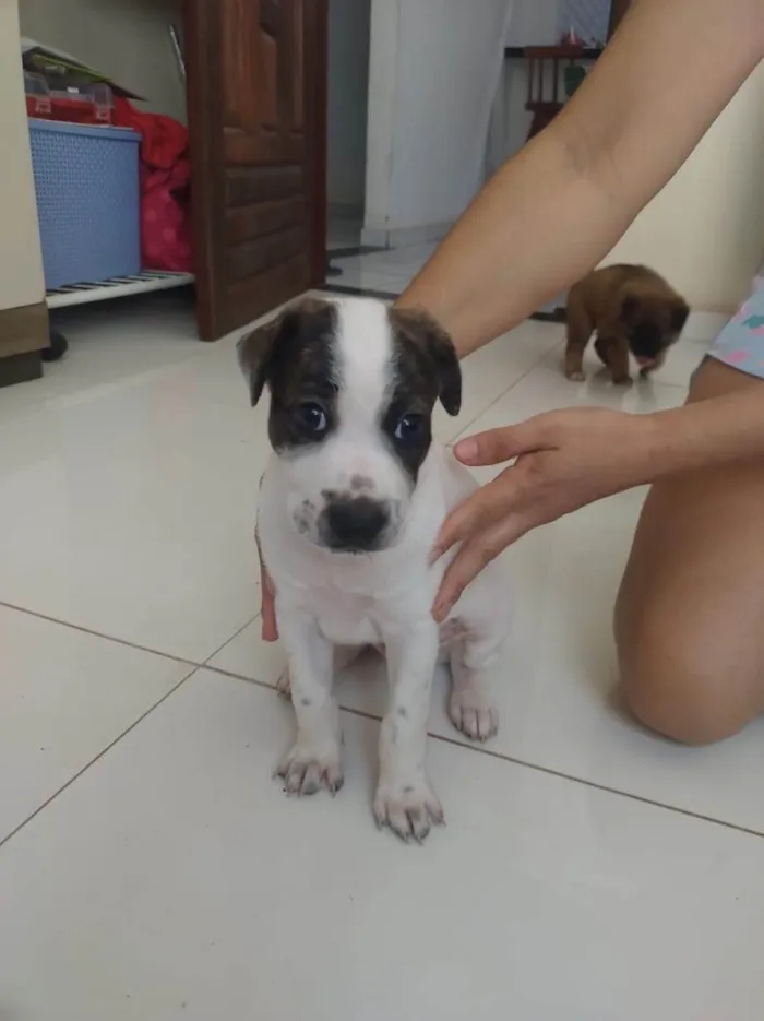 Cachorro ra a SRD-ViraLata idade Abaixo de 2 meses nome Cachorrinhos fofos