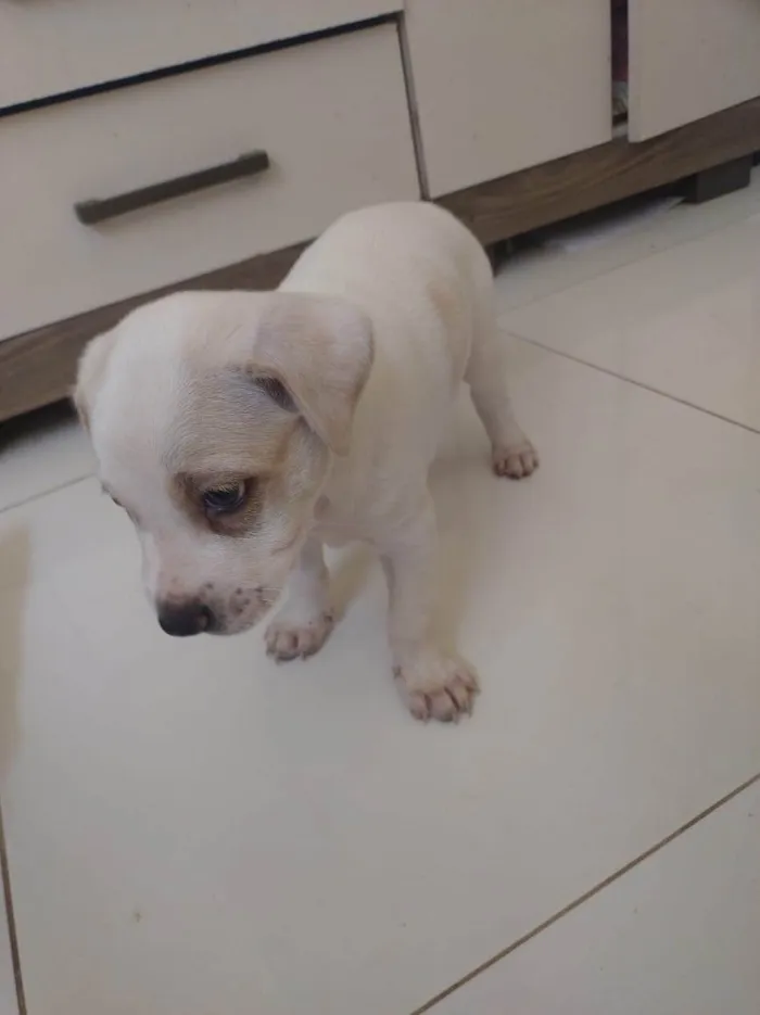 Cachorro ra a SRD-ViraLata idade Abaixo de 2 meses nome Cachorrinhos fofos