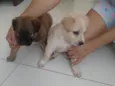 Cachorrinhos fofos