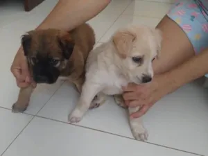 Cachorro raça SRD-ViraLata idade Abaixo de 2 meses nome Cachorrinhos fofos