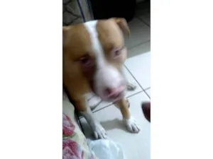 Cachorro raça Pit-Bull idade 7 a 11 meses nome Apolo