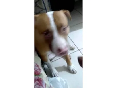 Cachorro raça Pit-Bull idade 7 a 11 meses nome Apolo