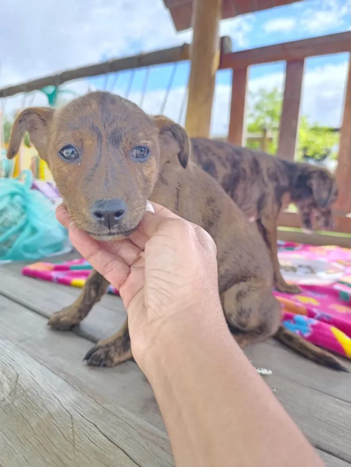 Cachorro ra a SRD-ViraLata idade 2 a 6 meses nome Pepita