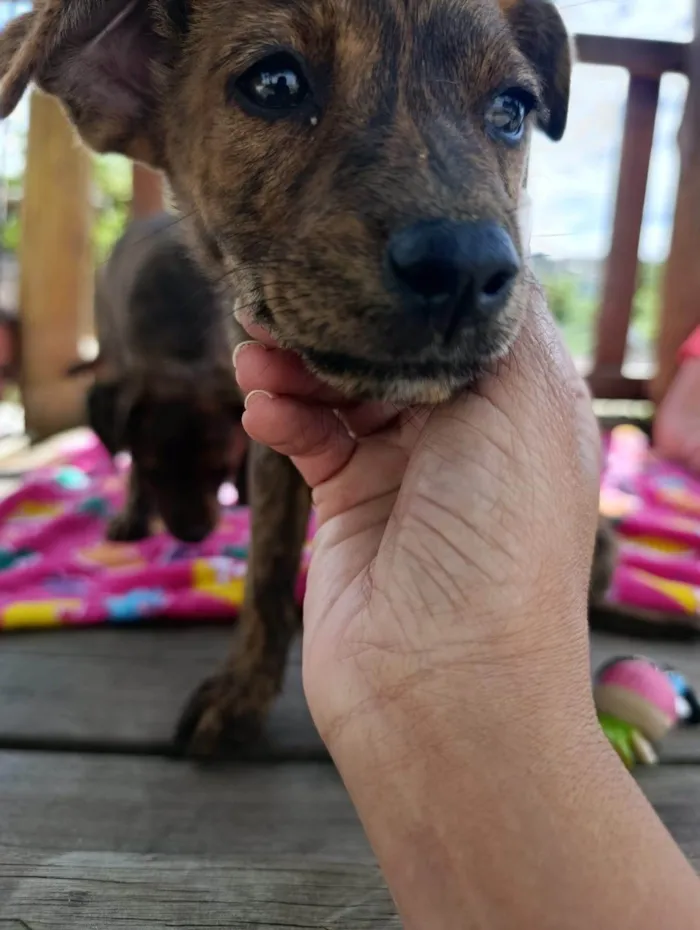 Cachorro ra a SRD-ViraLata idade 2 a 6 meses nome Pepita