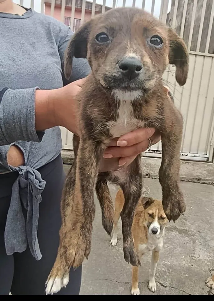 Cachorro ra a SRD-ViraLata idade 2 a 6 meses nome Pepita