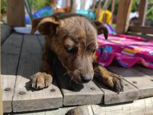 Cachorro raça SRD-ViraLata idade 2 a 6 meses nome Pepita