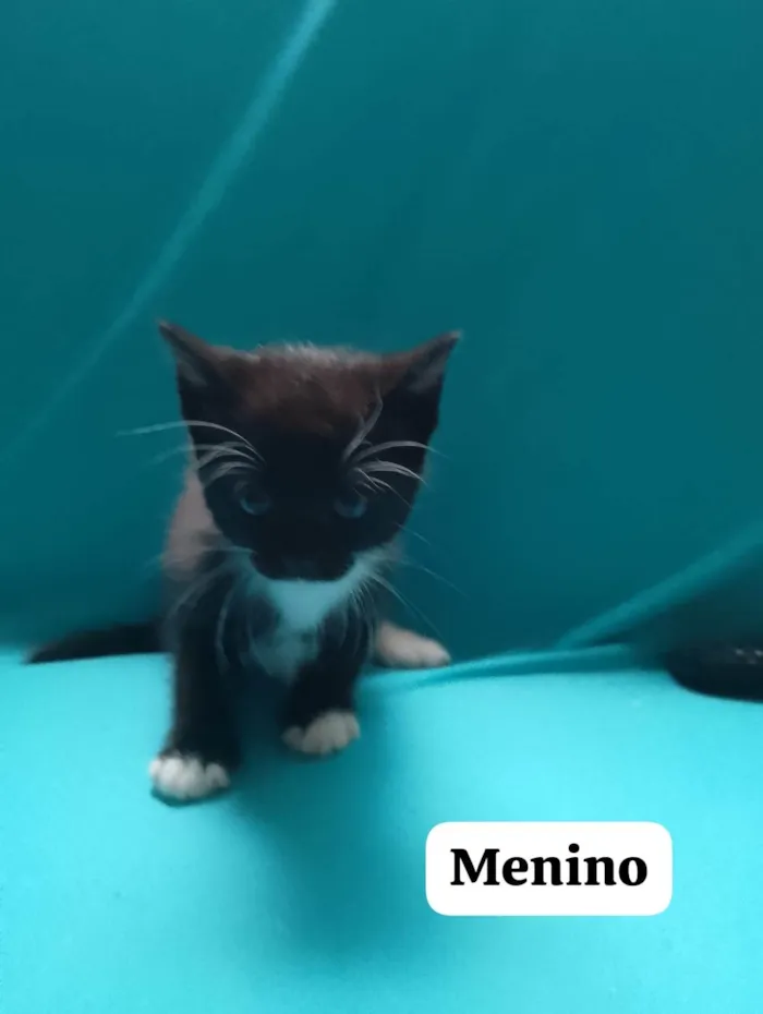 Gato ra a SRD-ViraLata idade 2 a 6 meses nome Frajola