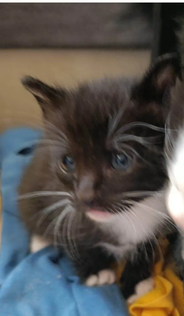 Gato ra a SRD-ViraLata idade 2 a 6 meses nome Frajola