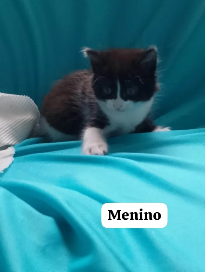 Gato ra a SRD-ViraLata idade 2 a 6 meses nome Tom