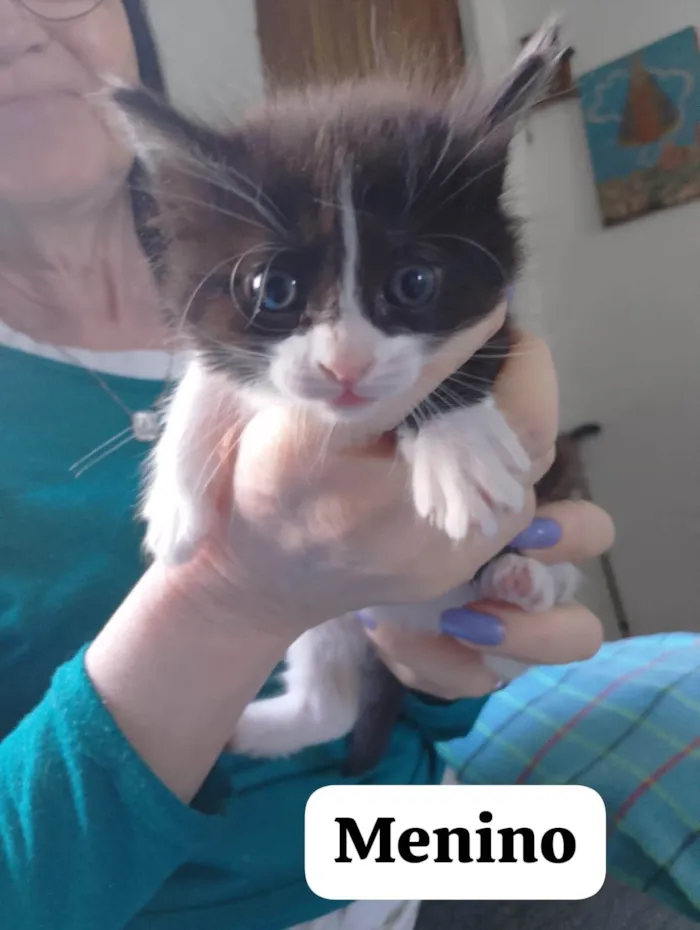 Gato ra a SRD-ViraLata idade 2 a 6 meses nome Tom