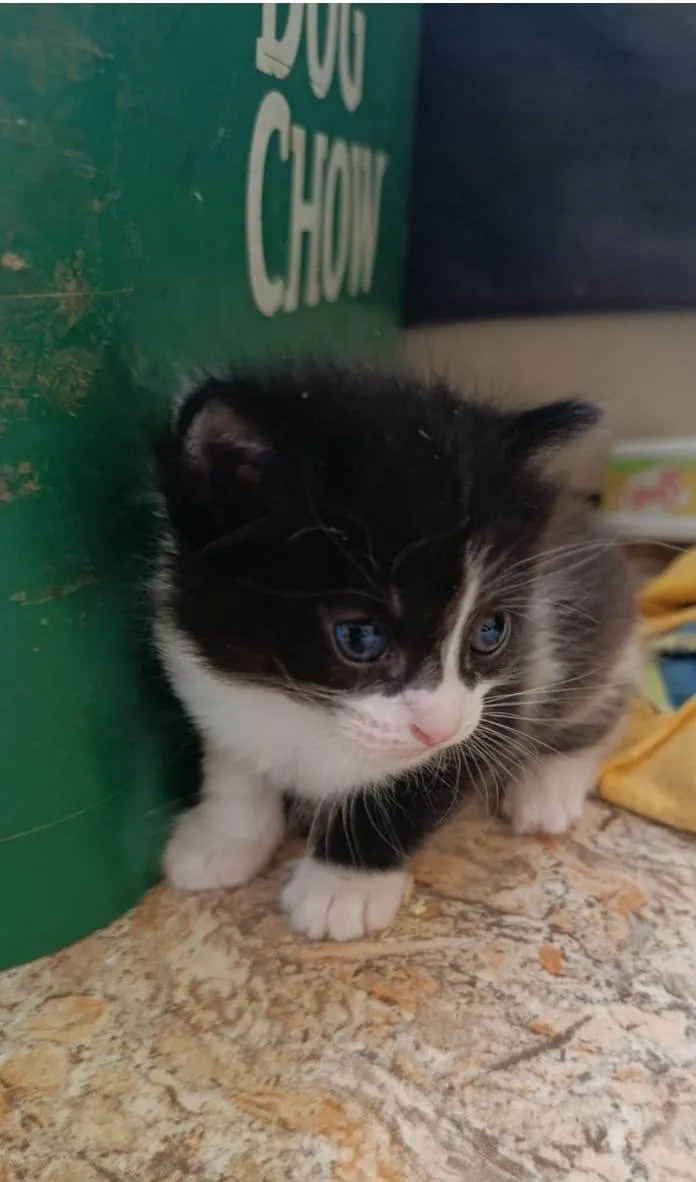 Gato ra a SRD-ViraLata idade 2 a 6 meses nome Tom