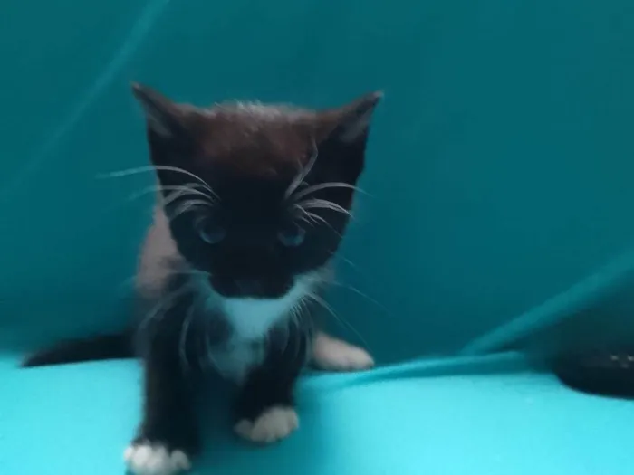 Gato ra a SRD-ViraLata idade 2 a 6 meses nome Frajola