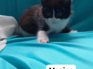 Gato raça SRD-ViraLata idade 2 a 6 meses nome Tom 