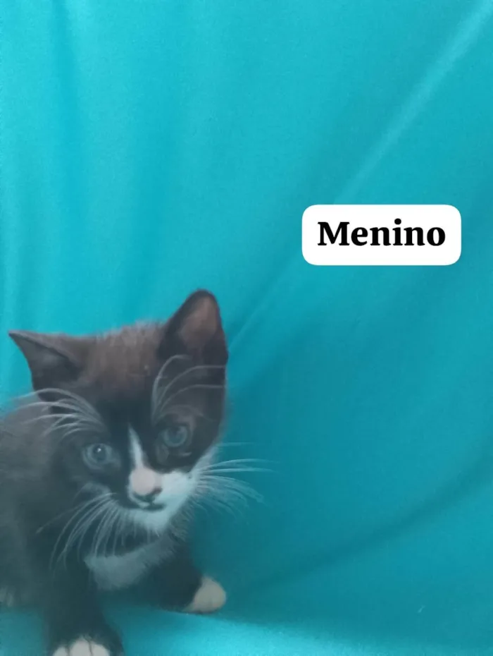 Gato ra a SRD-ViraLata idade 2 a 6 meses nome Boby