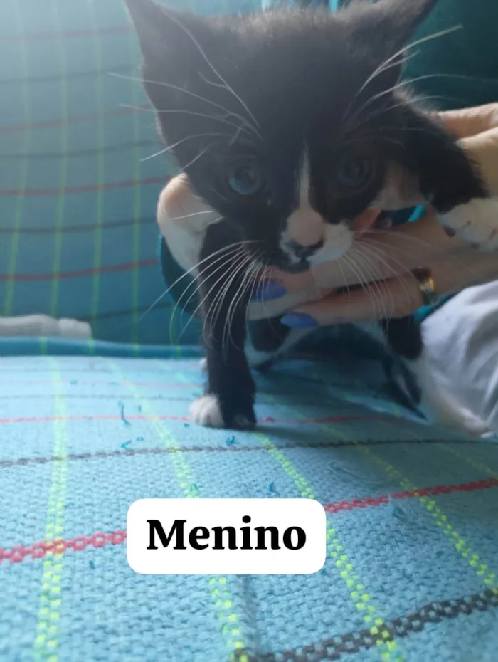 Gato ra a SRD-ViraLata idade 2 a 6 meses nome Boby