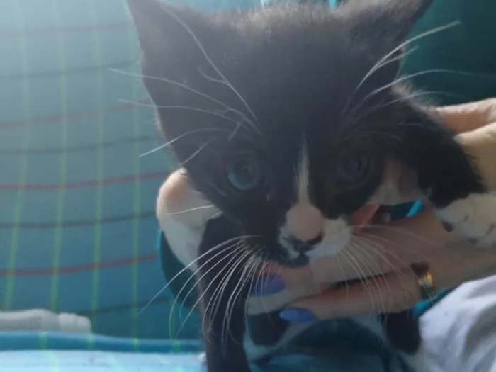 Gato ra a SRD-ViraLata idade 2 a 6 meses nome Boby