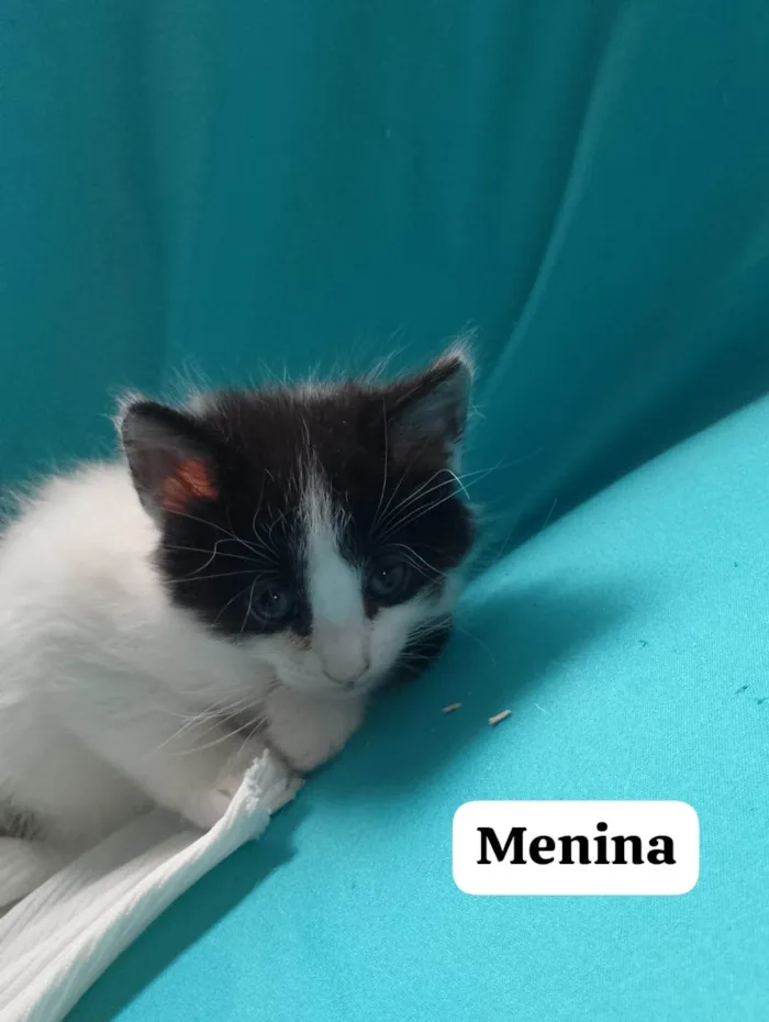 Gato ra a SRD-ViraLata idade 2 a 6 meses nome Melissa