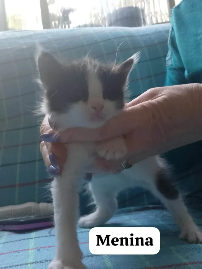 Gato ra a SRD-ViraLata idade 2 a 6 meses nome Melissa