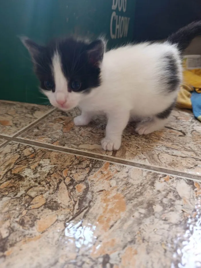 Gato ra a SRD-ViraLata idade 2 a 6 meses nome Melissa