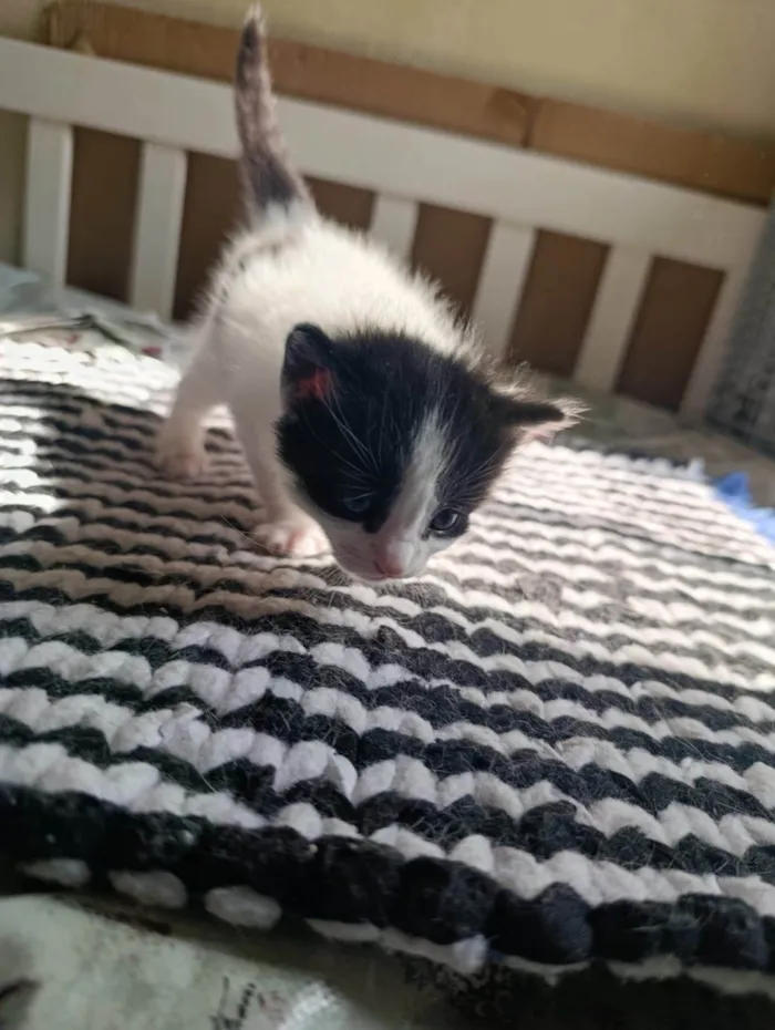 Gato ra a SRD-ViraLata idade 2 a 6 meses nome Melissa