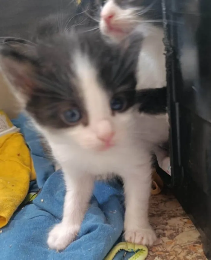 Gato ra a SRD-ViraLata idade 2 a 6 meses nome Melissa