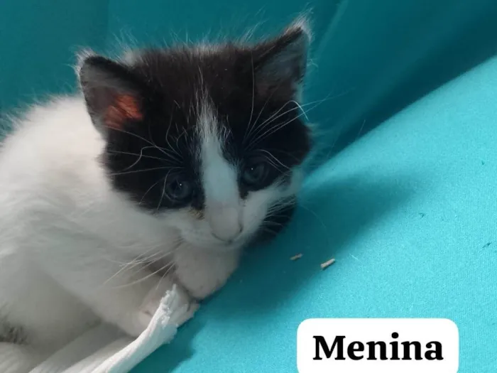 Gato ra a SRD-ViraLata idade 2 a 6 meses nome Melissa