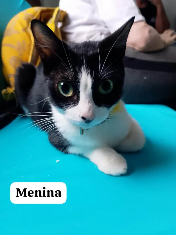 Gato ra a SRD-ViraLata idade 7 a 11 meses nome Princesa